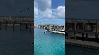 🇧🇸Travelogue - Dolphins, Blue Lagoon Island #bahamas #dolphin