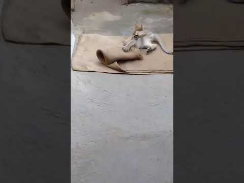 হান্দু সোনার সঙ্গে  ওর মা কি করছিল😲😲