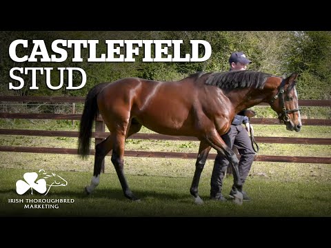 ITM Irish Stallion Showcase 2021 - Castlefield Stud