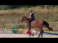 Gelding Selle Français For sale 2021 Bay