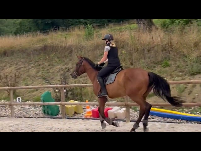 Gelding Selle Français For sale 2021 Bay