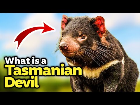 10 Interesting Facts about Tasmanian Devils!