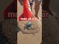 Man of war in Mazatlan Mexico! Be aware!