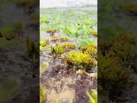 #seaweed #beautiful sea #coral 🌴☺️😉 #shorts
