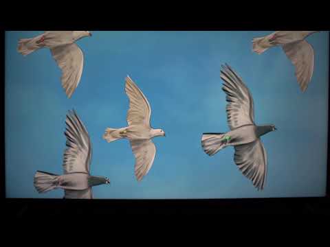 Vizio P Quantum Banding DSE test