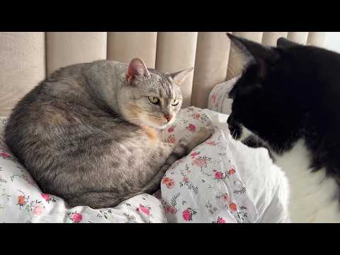 YouTube 썸네일