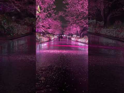Sakura and illumination in the rain #yomiuriland #sakura #illumination