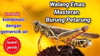 Download lagu audio suara Masteran Belalang Emas,MP3 suara belalang mp3