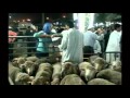 Cruel live-sheep trade to Saudi Arabia 