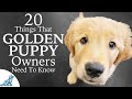 Golden Retriever Puppy First Week Home Professional Dog Training Tips