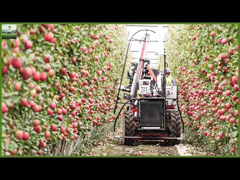 How to produce millions of Apple Trees  - Apple Harvesting and Processing  Modern Agriculture