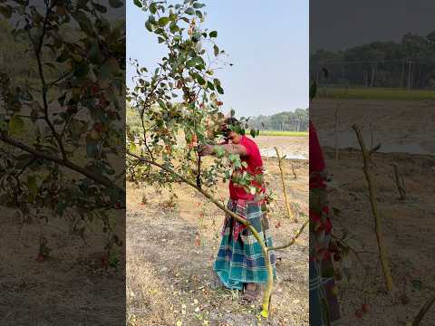 চারা কুল গাছের ডাল ছাটাই। #shorts #short #youtubeshorts #shortvideo #shortsvideo