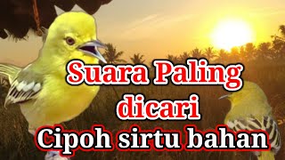 Download lagu Pancingan CIPOH BAHAN AGAR BUNYI || cipoh muda agar bunyi. mp3