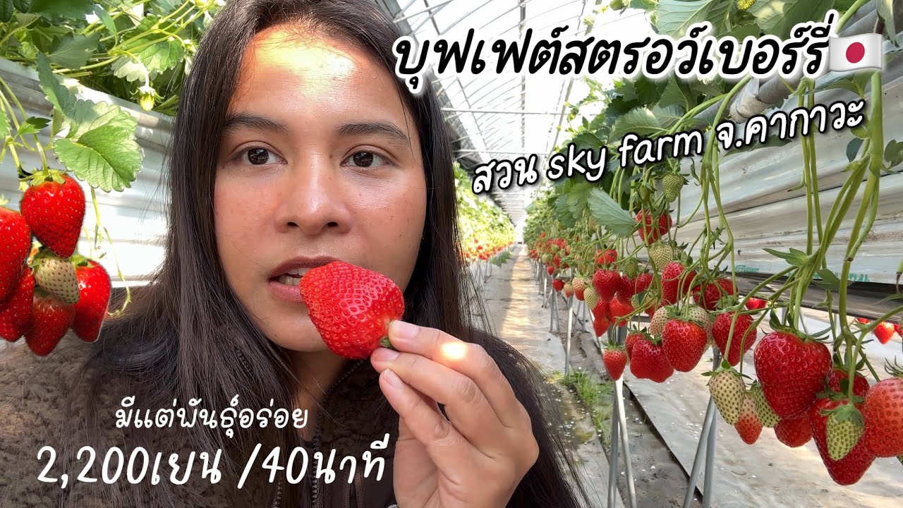 กินบุฟเฟต์สตรอว์เบอร์รี่🇯🇵 สายพันธุ์โยซึโบชิและซานุคิฮิเมะอร่อยมาก/ สวน skyfarm จ.คากาวะ 