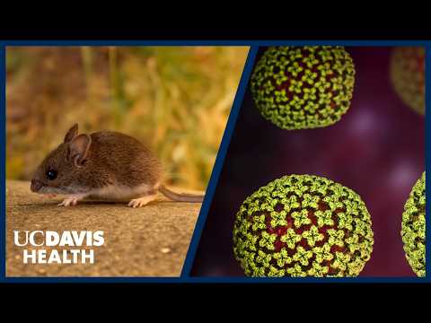 Thumbnail preview of Could Hantavirus Become the Next Pandemic? Infectious Disease Expert Explains