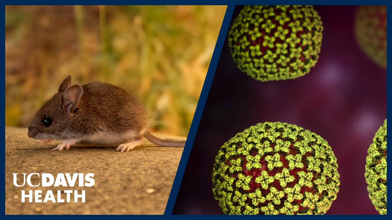 Thumbnail preview of Could Hantavirus Become the Next Pandemic? Infectious Disease Expert Explains