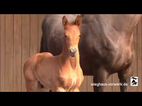 2020* Hengstfohlen von Vivaldos aus der Merci von Quadroneur - Dormello - Rubinstein