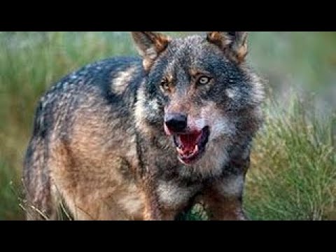 El hombre y la tierra fauna iberica 2 con Felix rodriguez de la fuente HD