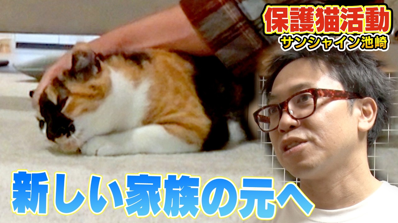 【ブルボンとの別れ】サンシャイン池崎さんが預かった保護猫ブルボンに遂に新しい飼い主さんが・・・（嗚呼!!みんなの動物園）