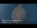 Bande Annonce Planète Terre Le Triomphe De La Vie