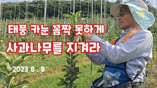 태풍에 사과나무 지키기 꼭 이것많은 하자