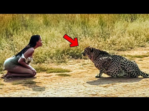 Cheetah Recognizes Woman Who Saved His Life Years Ago