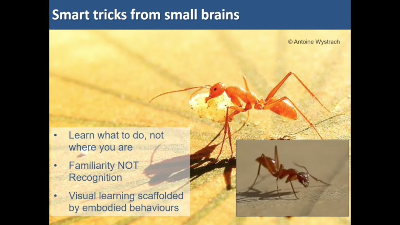 MorphoTalk - Andy Philippides - YouTube