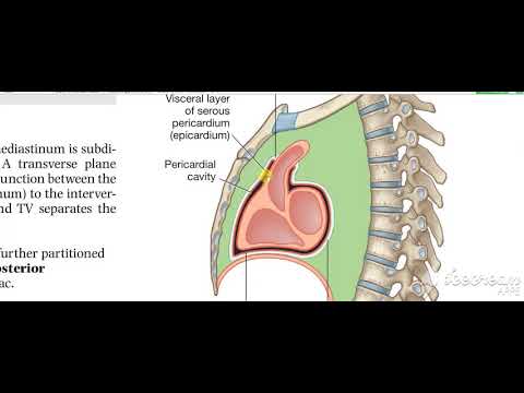 Pericardium 6