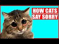 How Cats Apologize To Their Humans