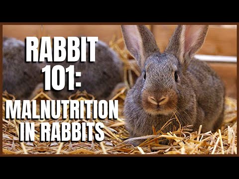 , title : 'Rabbit 101: Malnutrition in Rabbits