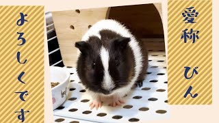 モルモット♯1【名前:親びん】紹介動画。【guinea pig】