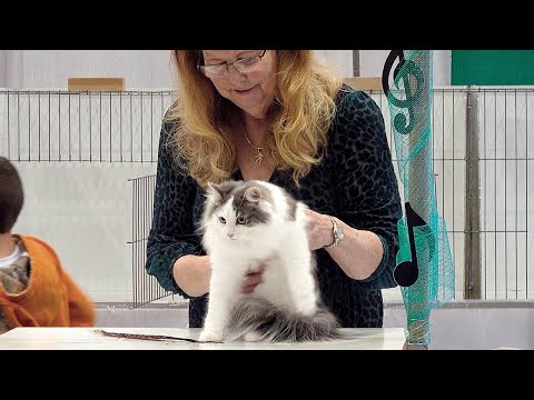 CFA International Show 2019 - Norwegian Forest Cat in Kitten Class Judging