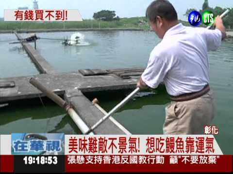 鰻苗好貴啊! 吃不到蒲燒鰻了...