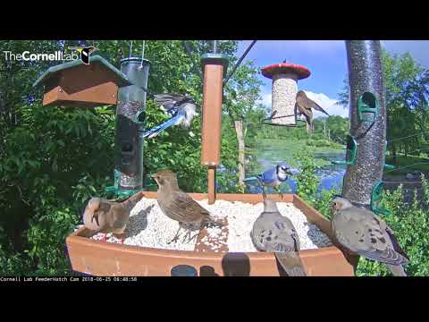 Bustling Bird Feeder On Cornell Lab Feeder Watch Cam – June 25, 2018