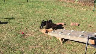 Video preview image #1 Poodle (Standard) Puppy For Sale in PLYMOUTH, MA, USA