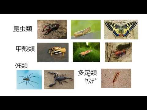 スピア・ハモンディ