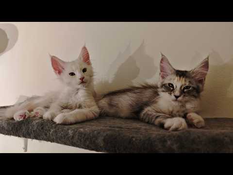 YouTube 썸네일