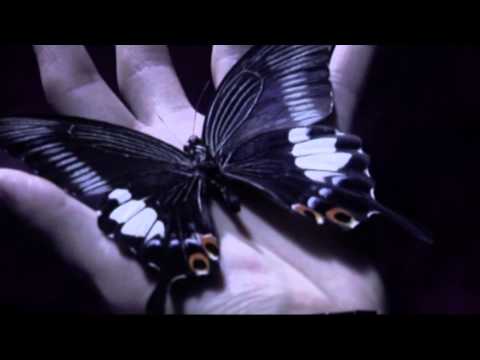 A9 - Velvet