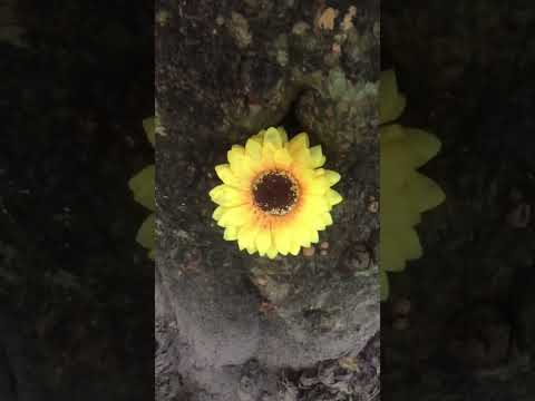 #shorts #flowers #sunflower
