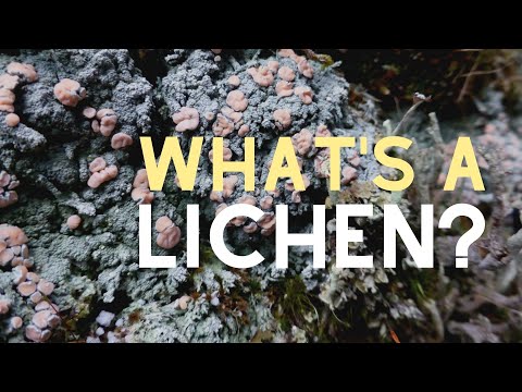 All About Lichen | Raincoast Education Society | West Coast Ecology