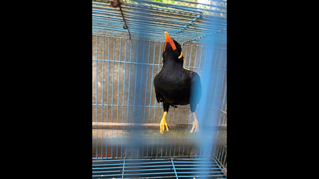 Myna sings - YouTube