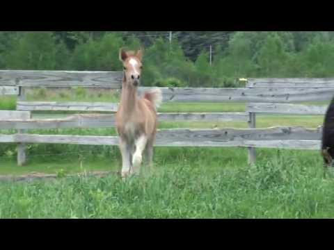 Nevaeh DHA (Marwan Al Magnifficoo x Sovannah (x *SOHO Carol)))