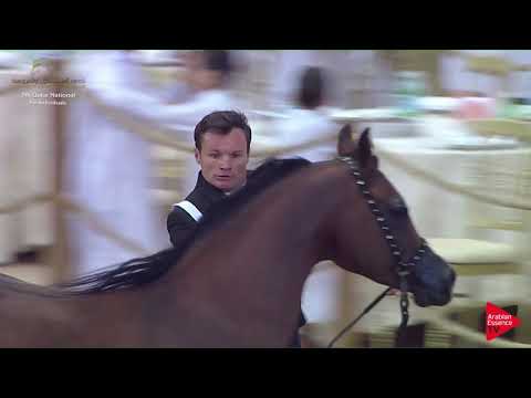 N.291 JAMIL AL SHAHANIA - 2019 Qatar Individuals - Stallions 7 to 10 Years Old (Class 11) .mp4