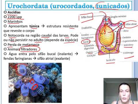Introduction to Chordates - Part 2