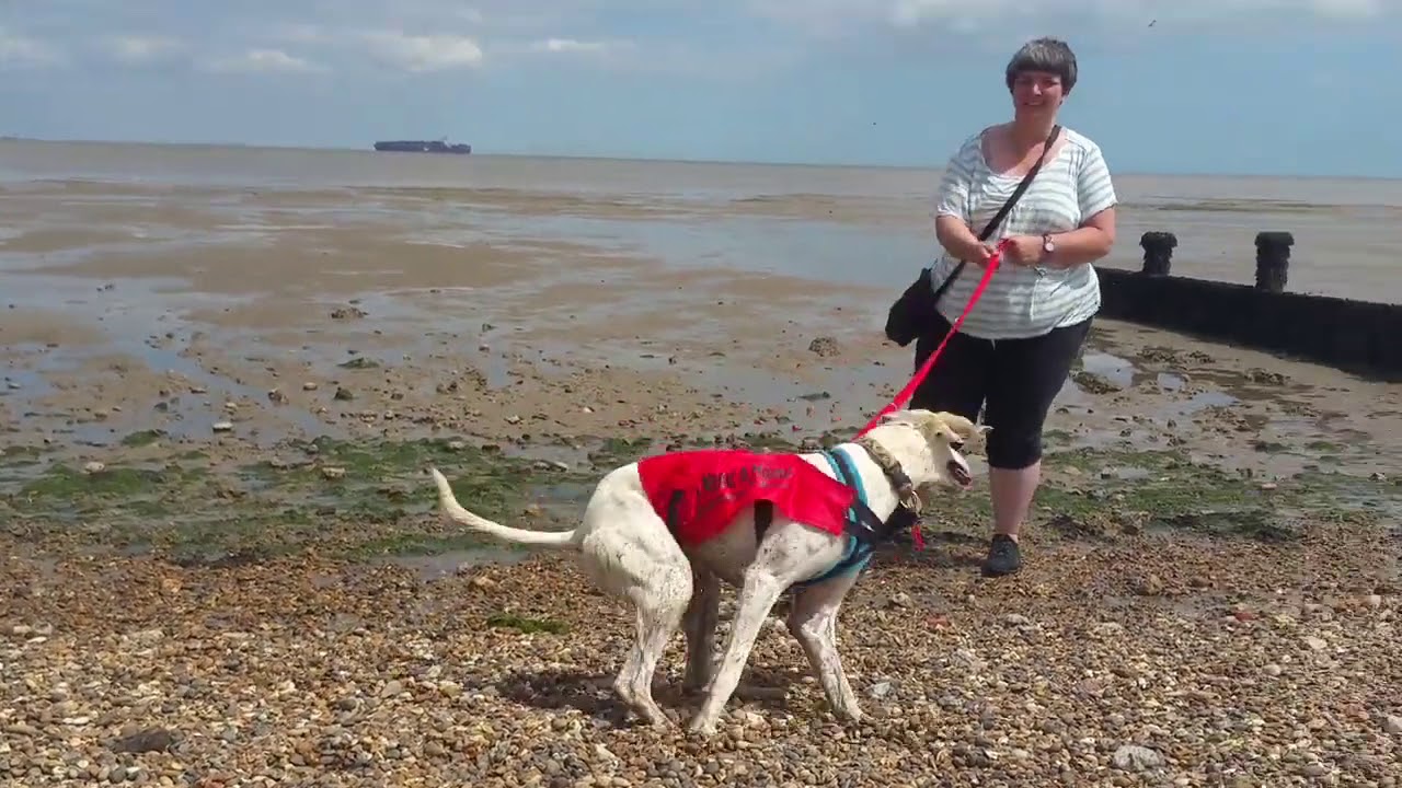 Mucking about on the river - starring Nigel the Lurcher