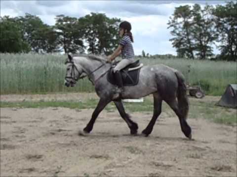 Verkaufspony Tukmill Smoky