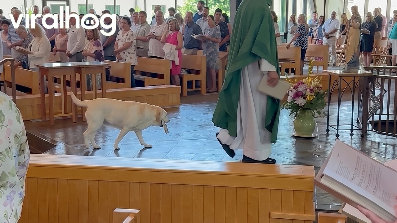 Doggo Helps Out During Catholic Mass || ViralHog