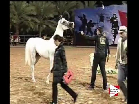 N.118 AJ FARAHNAZ - Ajman 2016 - Mares 5 to 8 years old (Class 5)