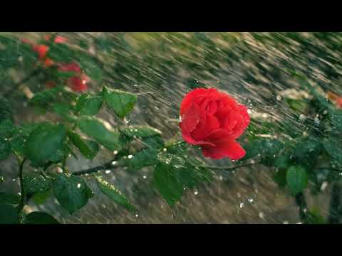 Michiaki Watanabe - Hitotoki no yasuragi