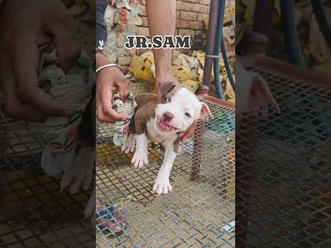 kale kapde daku lag rahe  🐗 #dogshorts #pigeonshort #pigeonlover #americanbully #pitbull